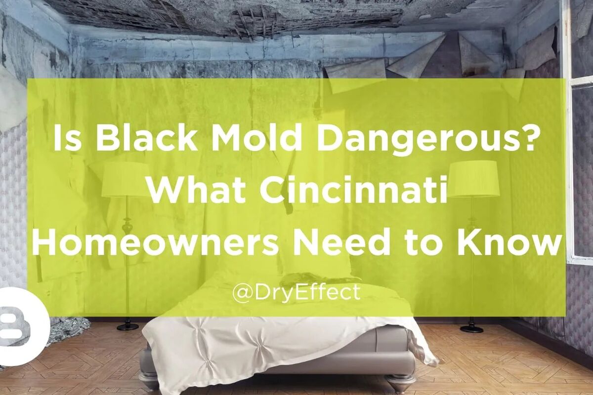 Top Benefits of Professional Mold Removal Services